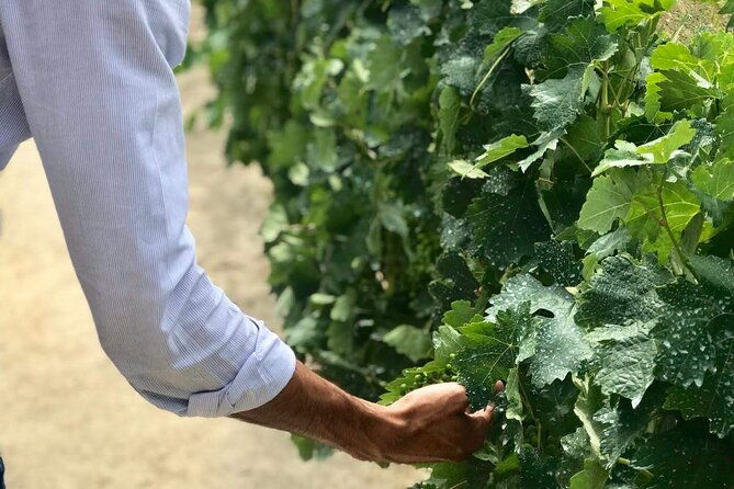 douro-valley-premium-tours-private-driver-guide