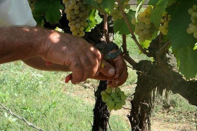 douro-valley-premium-with-wine-tasting-lunch-and-boat