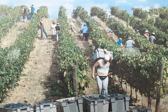 douro-valley-premium-with-wine-tasting-lunch-and-boat