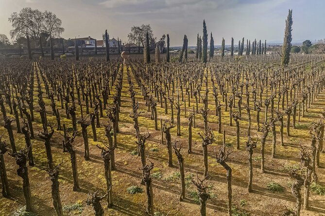 douro-valley-private-tour-from-lisbon