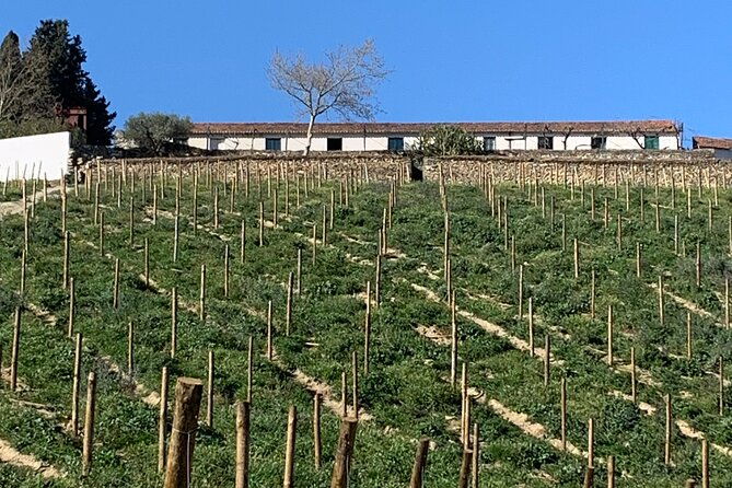 douro-valley-private-tour-includes-wine-tasting-and-boat-trip