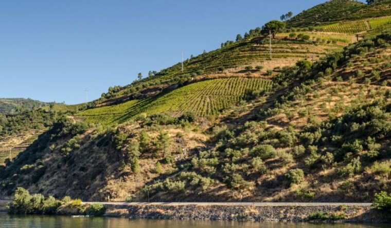 douro-valley-private-tour-with-2-wine-tastings