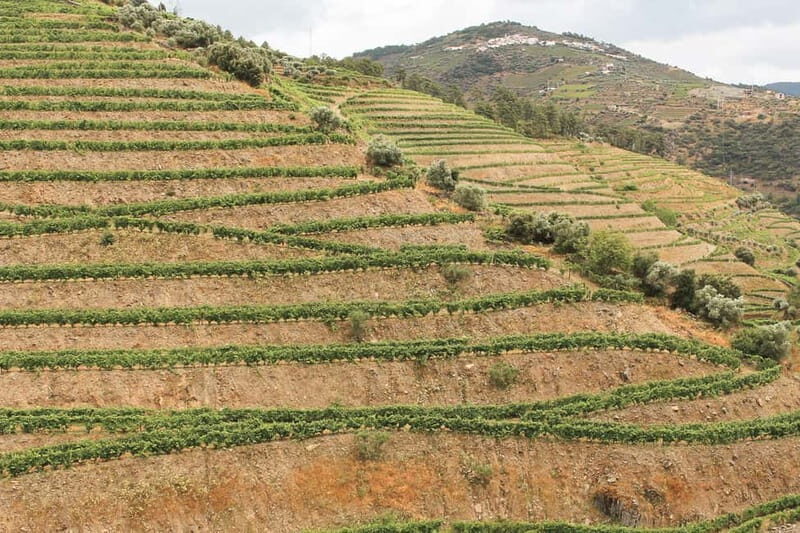 Douro Valley: Real Small-Group, Wine Tasting, Lunch & Boat - FAQ: Everything You Need to Know