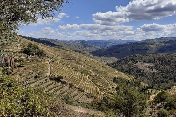 Douro Valley Small-Group Tour: 2 Wineries, Lunch, Optional Cruise - Authentic Experiences and Unique Touches