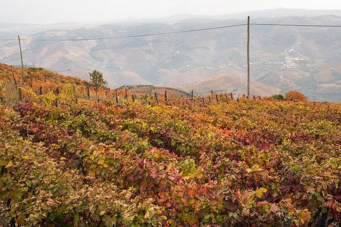 douro-valley-small-group-tour-with-wine-tasting-lunch-and-boat