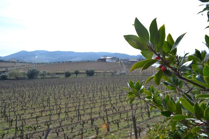 douro-valley-tour-2-vineyard-visits-river-cruise-winery-lunch