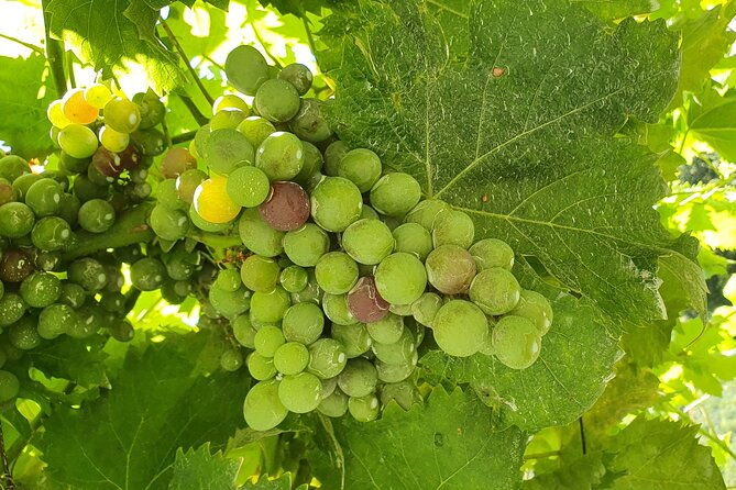 douro-valley-tour-with-train-and-vinho-verde