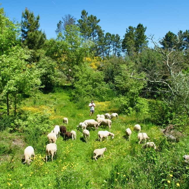 Douro Valley: Traditional Cooking Class, Farm Tour & Lunch - Practical Details and Tips