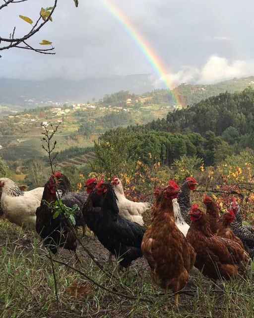 Douro Valley: Traditional Cooking Class, Farm Tour & Lunch - FAQs