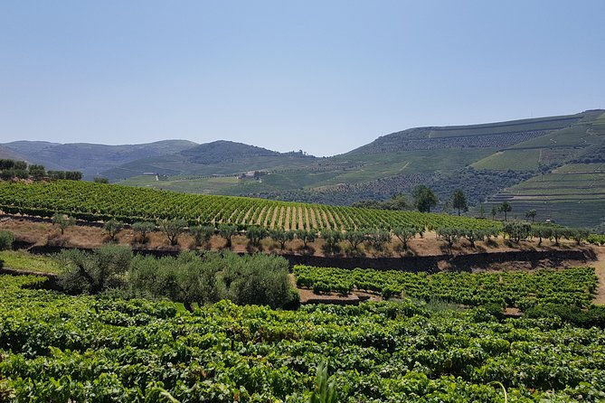 douro-valley-wine-tour-3-vineyard-visits-wine-tastings-lunch