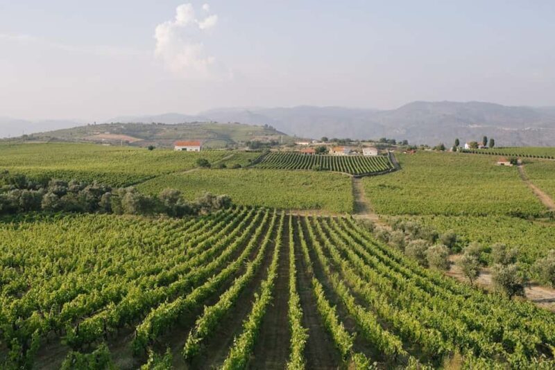 Douro Valley: Winery Tour with Port Wine Tasting and Picnic - Who Will Love This Tour?