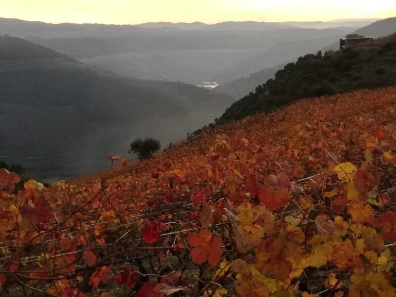 douro-wine-experience-1-day-in-the-douro
