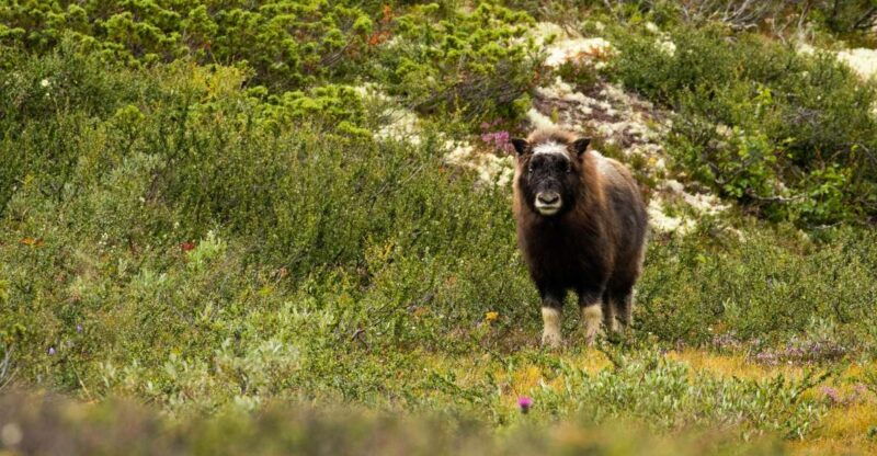 dovrefjell-national-park-hiking-tour-and-musk-ox-safari