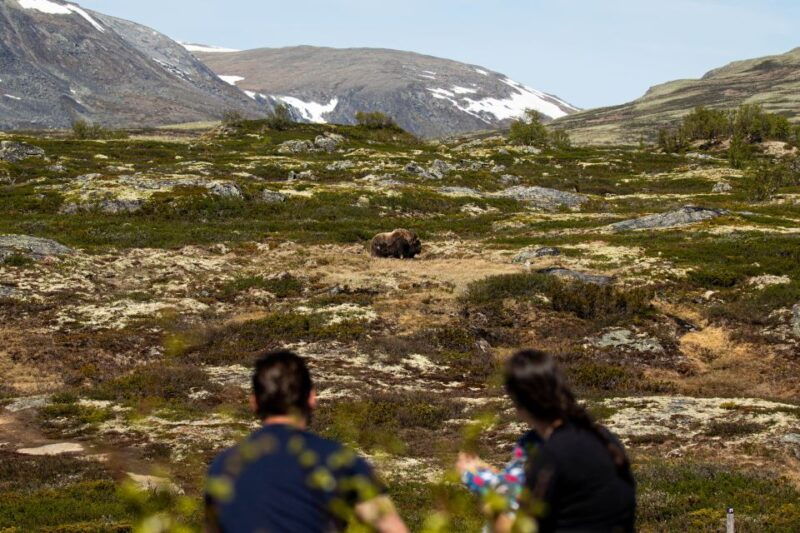 dovrefjell-national-park-hiking-tour-and-musk-ox-safari