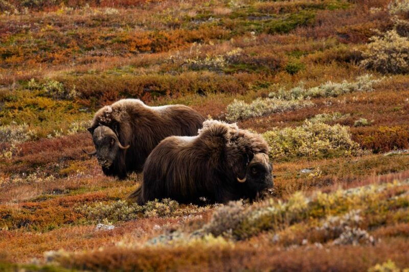 dovrefjell-national-park-hiking-tour-and-musk-ox-safari