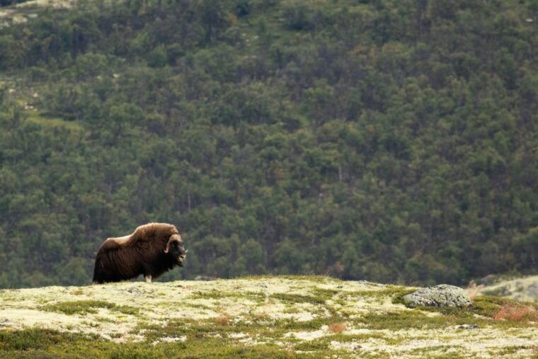 dovrefjell-national-park-hiking-tour-and-musk-ox-safari