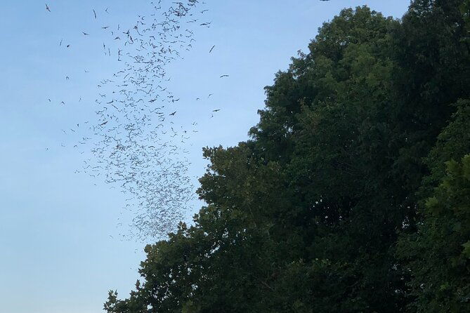 downtown-austin-sunset-kayak-tour-with-1-5-million-bats