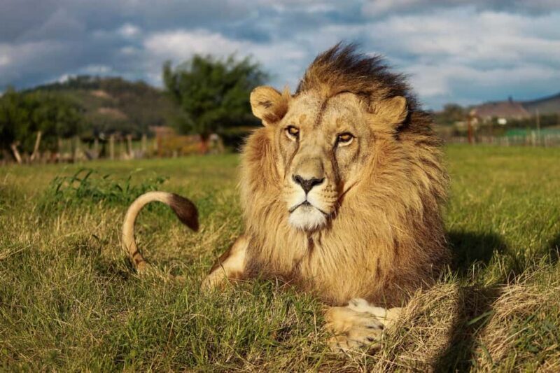 Drakenstein Lion Park Entry Ticket - Introduction