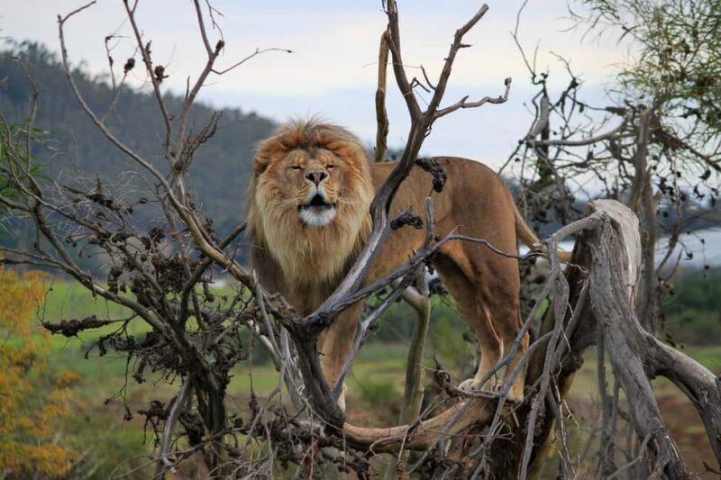 Drakenstein Lion Park Entry Ticket - Key Points