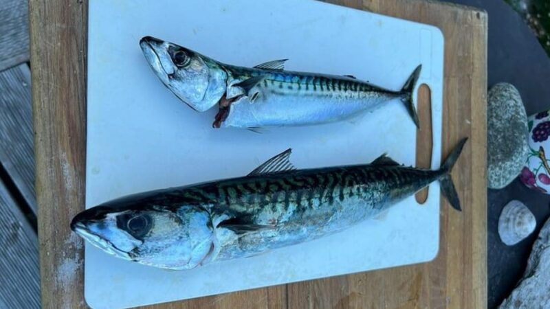 drangefjord-sea-fishing-tour-with-local-guide
