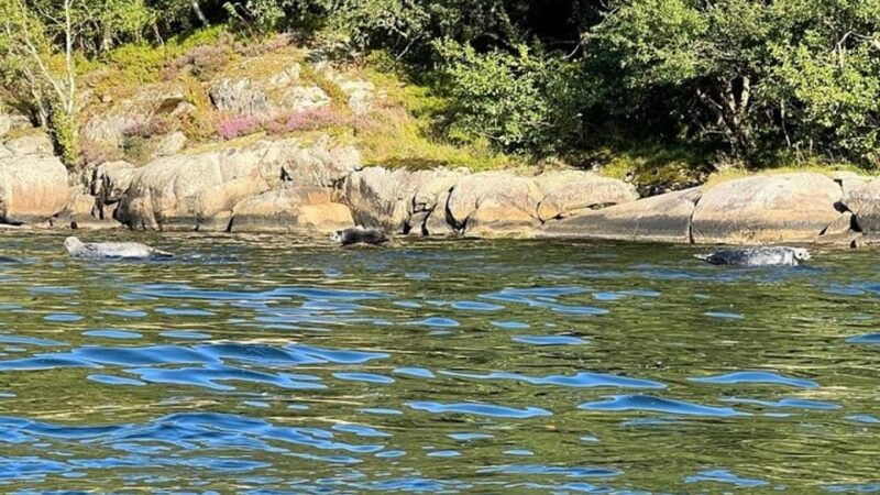 drangefjord-sea-fishing-tour-with-local-guide