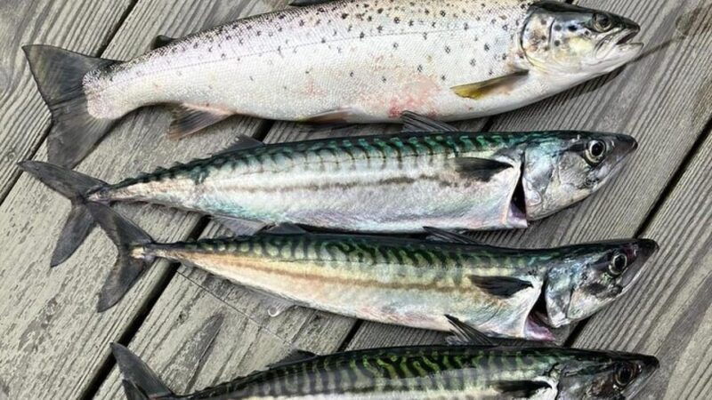 drangefjord-sea-fishing-tour-with-local-guide