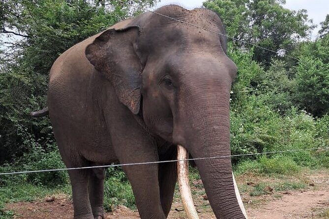 Dream path of Sri Lanka 7 Days - FAQs