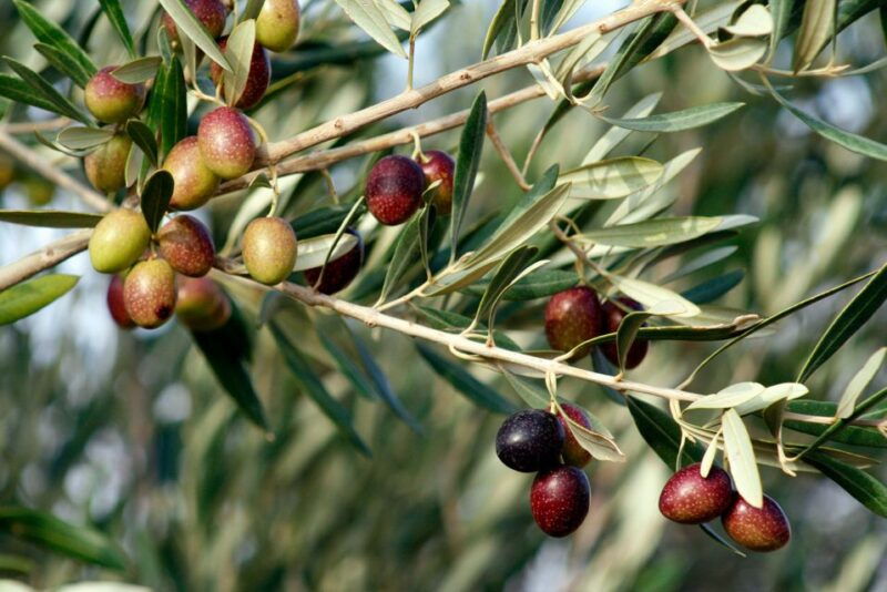 dripping-springs-olive-oil-and-balsamic-vinegar-tasting