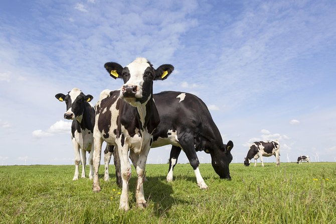 drive-it-yourself-electric-dutch-countryside-gps-audio-tour