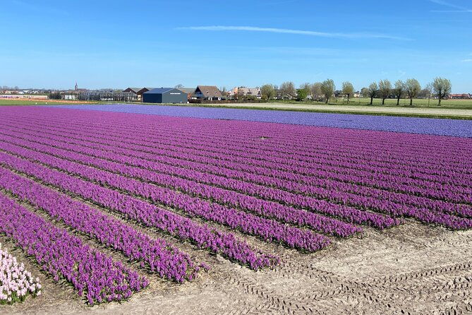 drive-it-yourself-electric-tulip-and-flower-fields-gps-audio-tour