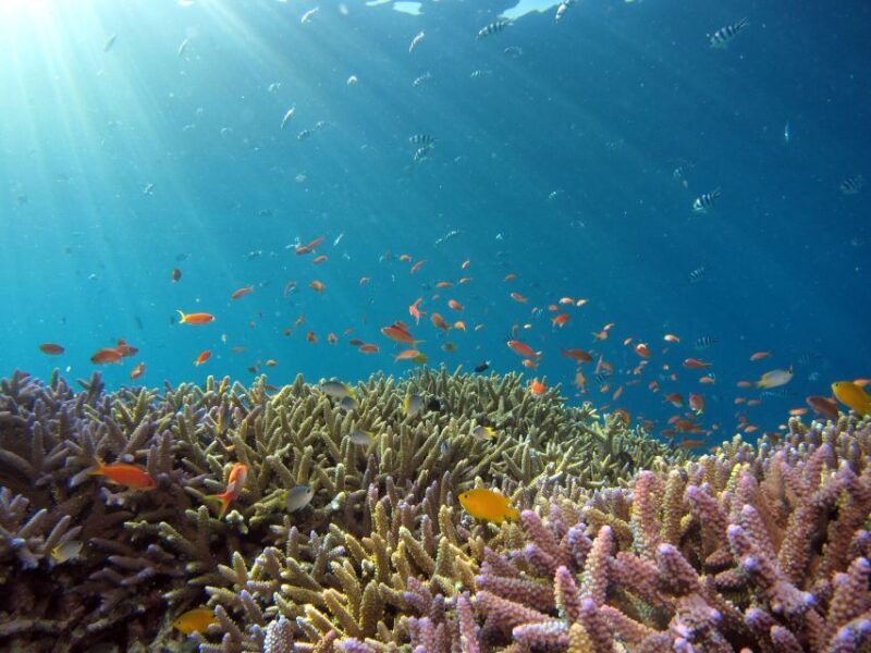 DSD Discover Scuba Diving for a beginner or Certified - What to Expect During Your Underwater Adventure