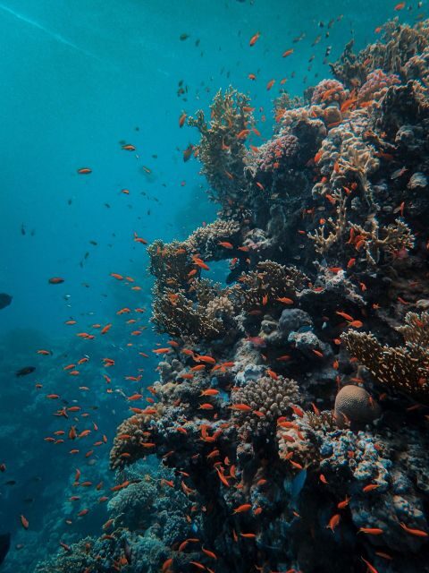DSD Discover Scuba Diving for a beginner or Certified - How Does the Price Reflect the Experience?