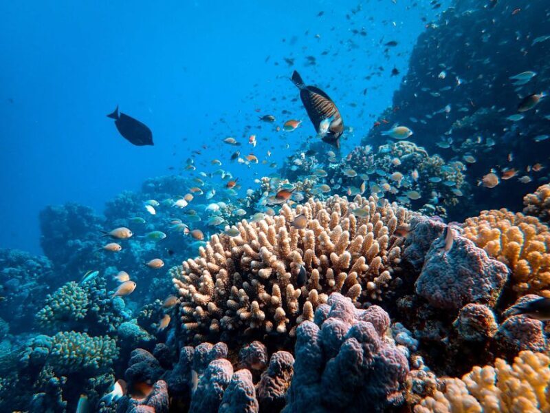DSD Discover Scuba Diving for a beginner or Certified - FAQ