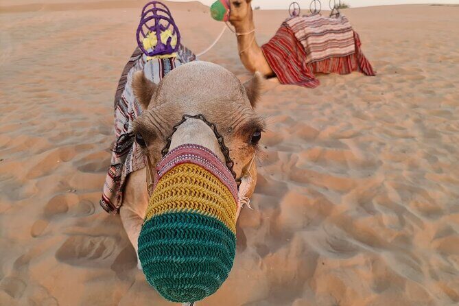 Dubai: 60Minute Self-Drive ATV Quadbike, Camel Ride, Sand Surfing - Key Points