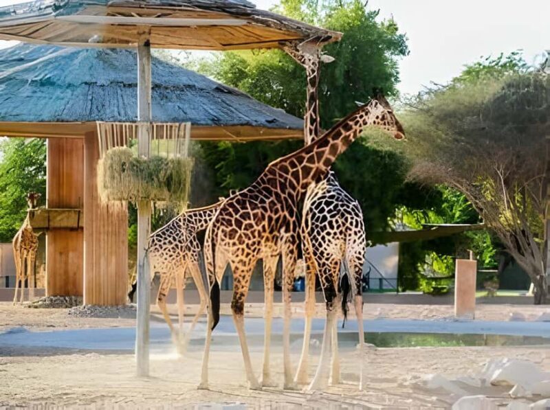 Dubai: Al Ain Garden City with Conservation Zoo - A Detailed Look at the Itinerary