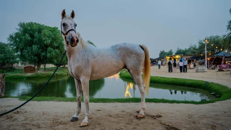 Dubai: Al Marmoom Oasis Horse Riding Experience with Snack - Introduction: What to Expect from This Horse Riding Tour