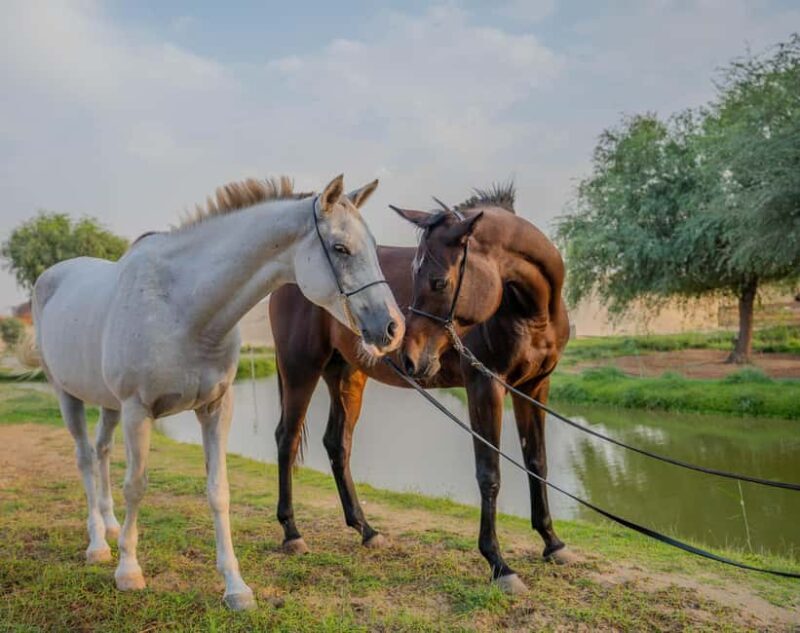 Dubai: Al Marmoom Oasis Horse Riding Experience with Snack - Key Points