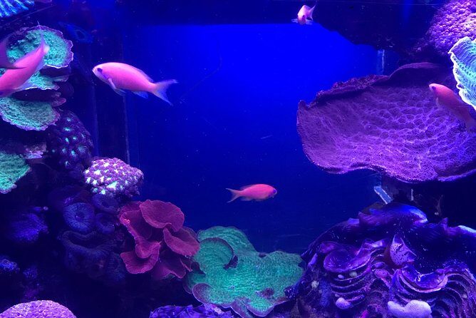 Dubai Aquarium and Underwater Zoo Admission Ticket with Options - FAQ