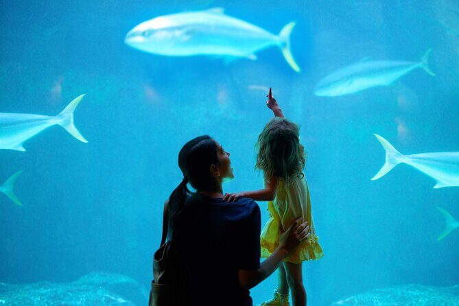 Dubai Aquarium and Underwater Zoo - An In-Depth Look at the Dubai Aquarium and Underwater Zoo Experience