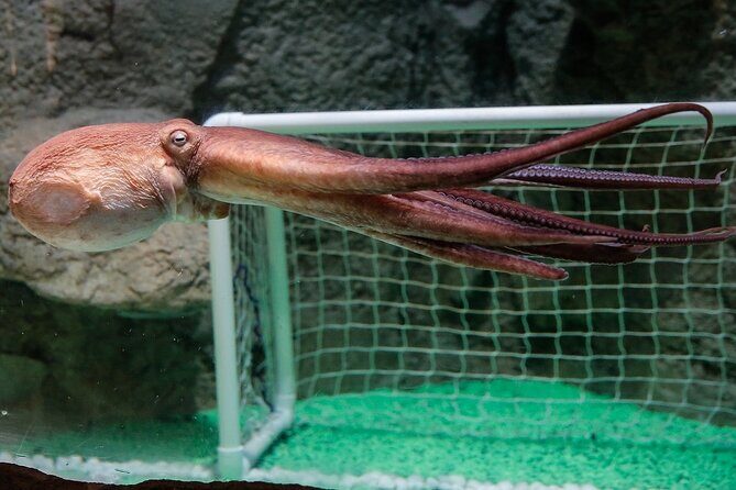 Dubai Aquarium and Underwater Zoo - FAQ