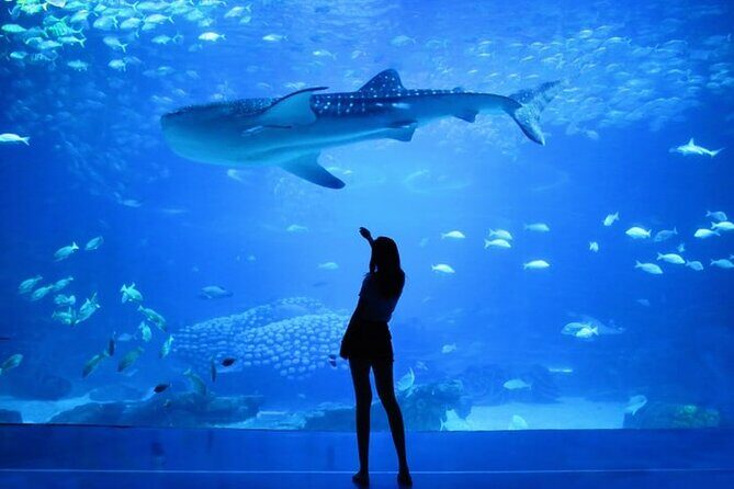 Dubai Aquarium And Underwater Zoo Tickets At Dubai Mall - What to Expect from Your Visit to Dubai Aquarium & Underwater Zoo