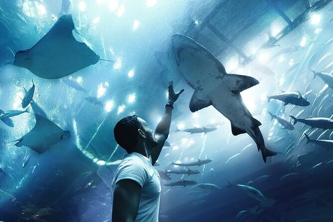 Dubai Aquarium And Underwater Zoo Tickets At Dubai Mall - FAQ – Practical Questions Answered