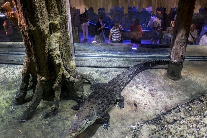 Dubai Aquarium + Penguin Cove Tickets with Transfers - Encountering the Penguin Cove