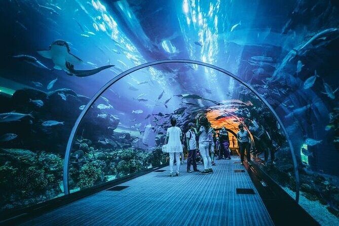 Dubai Aquarium underater zoo penguin cove with optional transport - What Makes This Tour Stand Out?