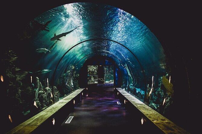 Dubai Aquarium underater zoo penguin cove with optional transport - Final Thoughts