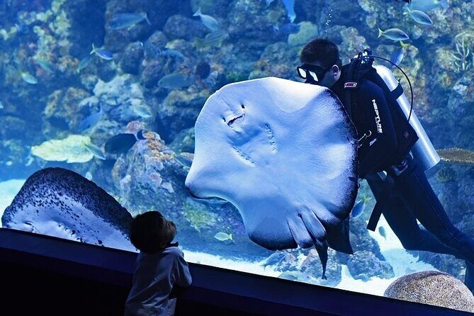 Dubai Aquarium underater zoo penguin cove with optional transport - Who Is This Tour Best For?