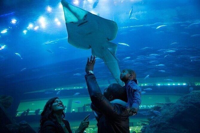 Dubai Aquarium underater zoo penguin cove with optional transport - FAQ