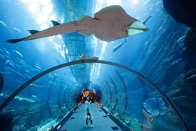 Dubai Aquarium UnderwaterZoo and Penguin cove Admission Ticket - FAQ