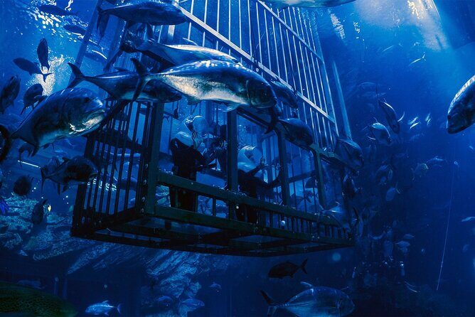 Dubai Aquarium with Various Animal Encounter and Access Options - Final Thoughts