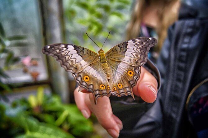 Dubai Butterfly Garden Admission Ticket - Exploring the Dubai Butterfly Garden in Detail
